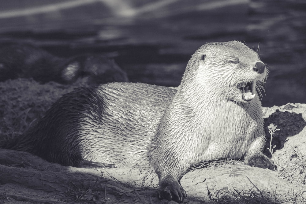 sea lion lying on bed rock