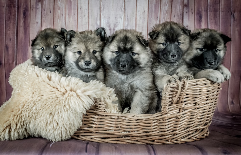 ジャーマンシェパードの子犬