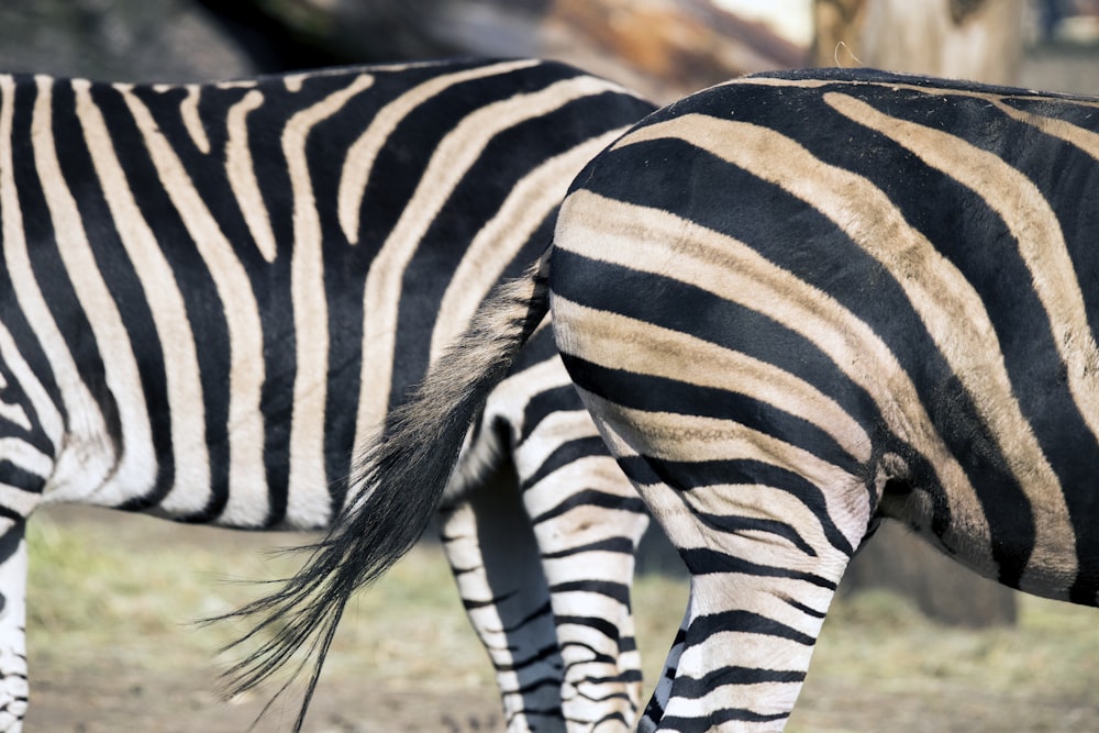 photography of zebras tail