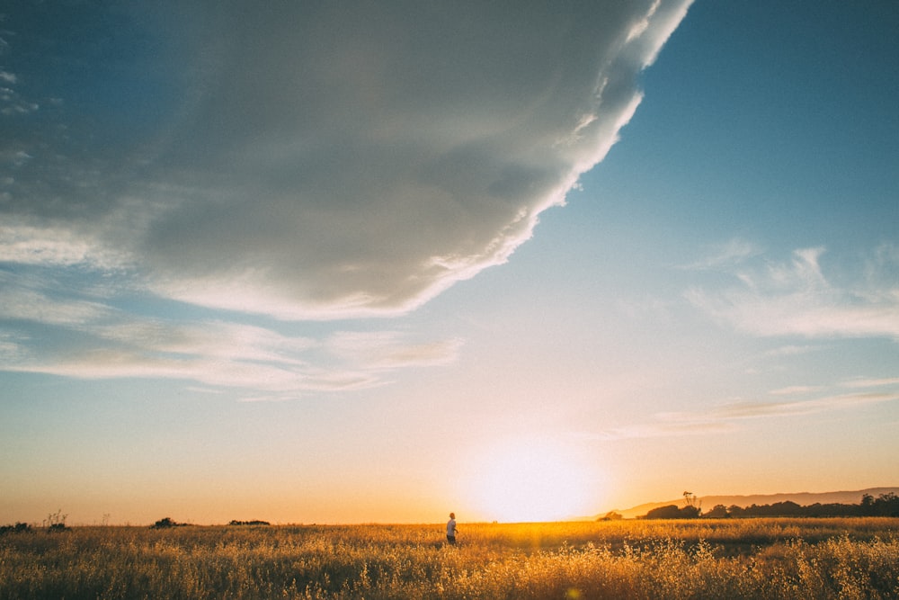 person standing on wheat field