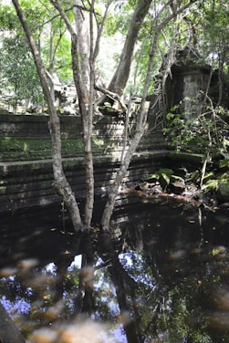 A serene view of the Cave of the Patriarchs surrounded by ancient trees.