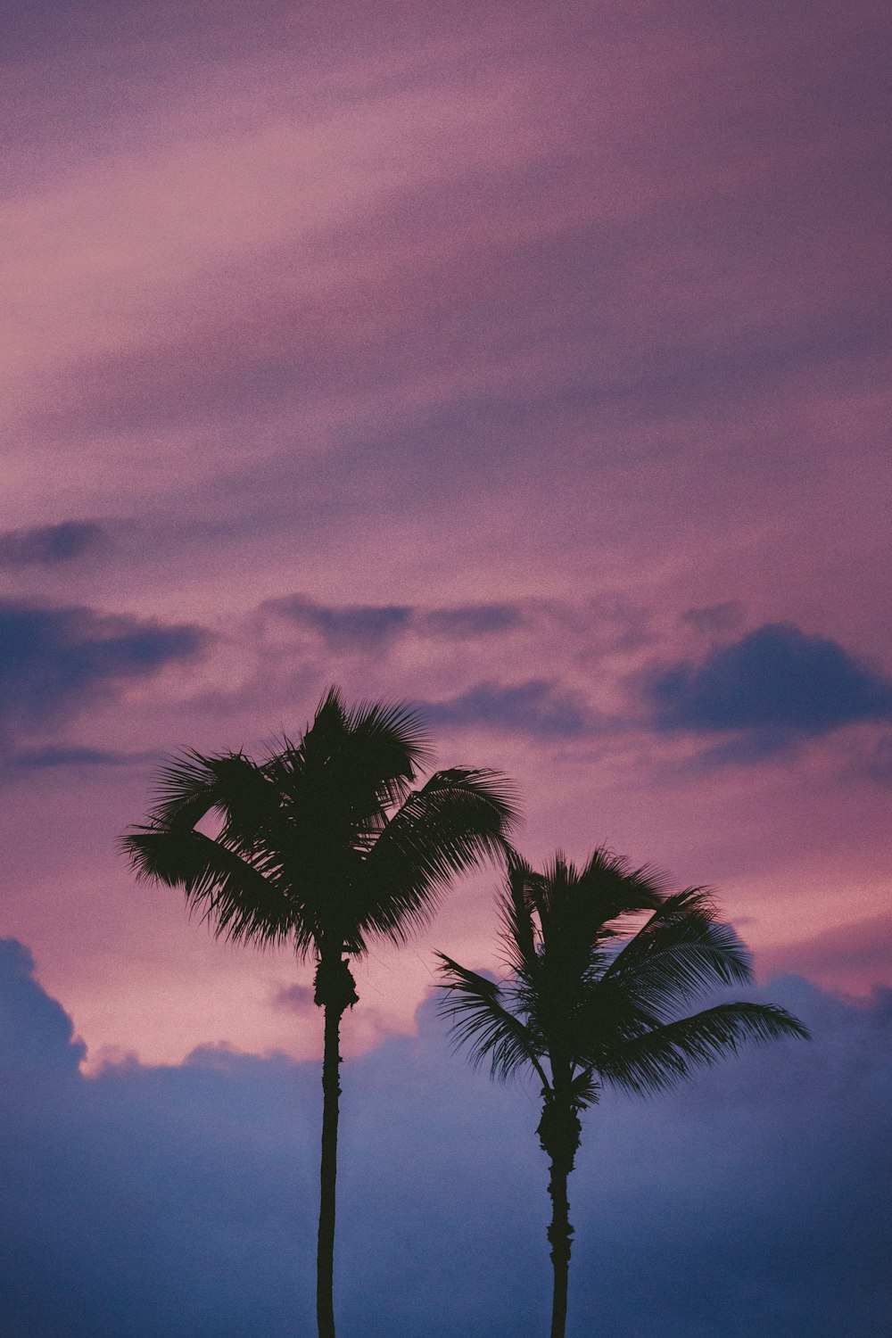 silhouette of tree during sunset