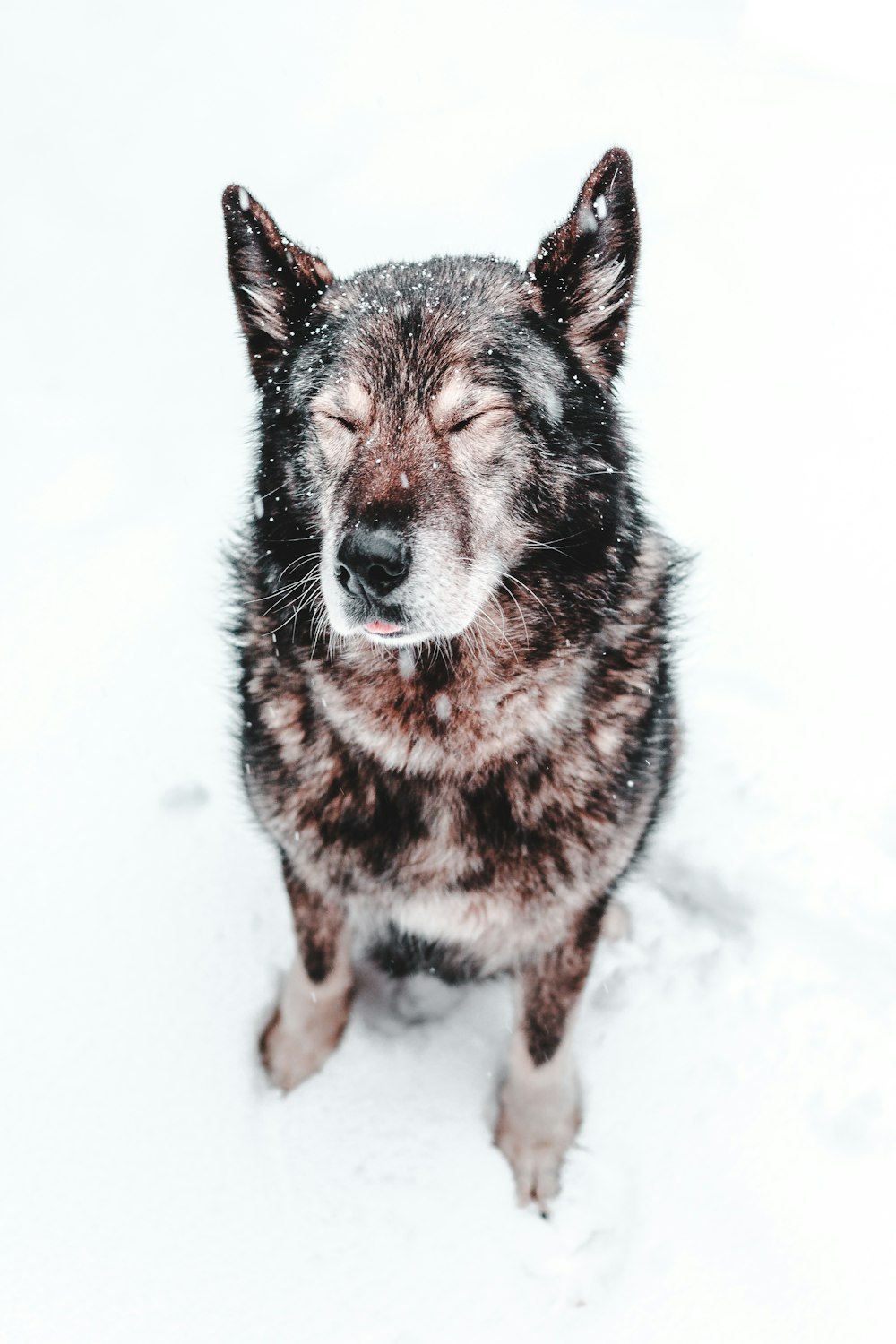 Nahaufnahme Foto eines schwarzen Hundes, der auf Schnee sitzt