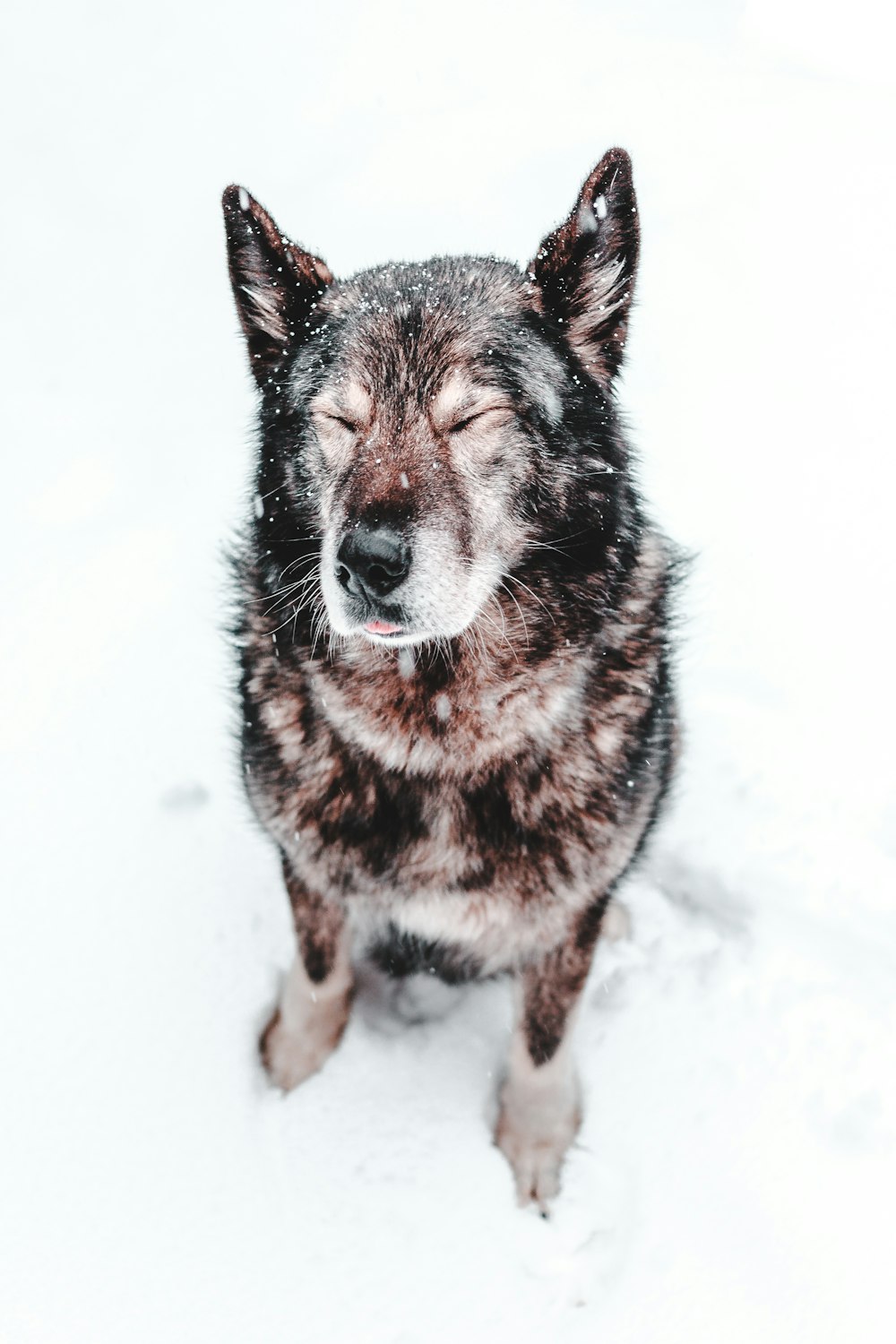 foto ravvicinata di cane nero seduto sulla neve