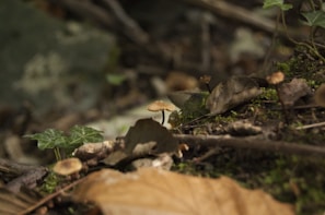 Wide shot of a forest floor covered with mushrooms and fallen leaves