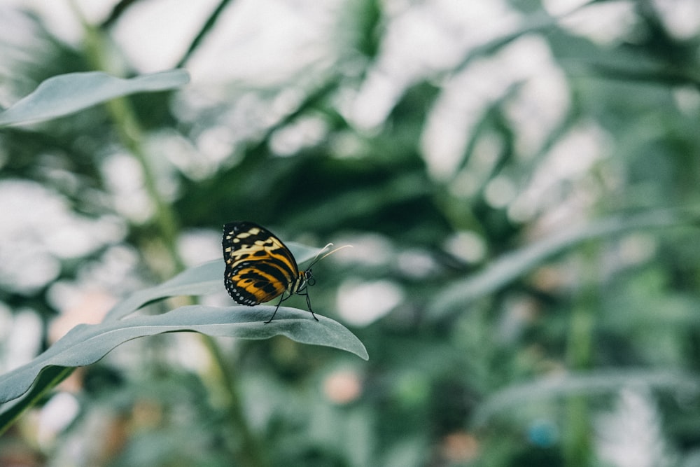 black and brown butterfly nesting green leaf shallow focus photography