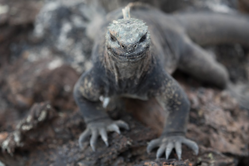 gray komodo dragon