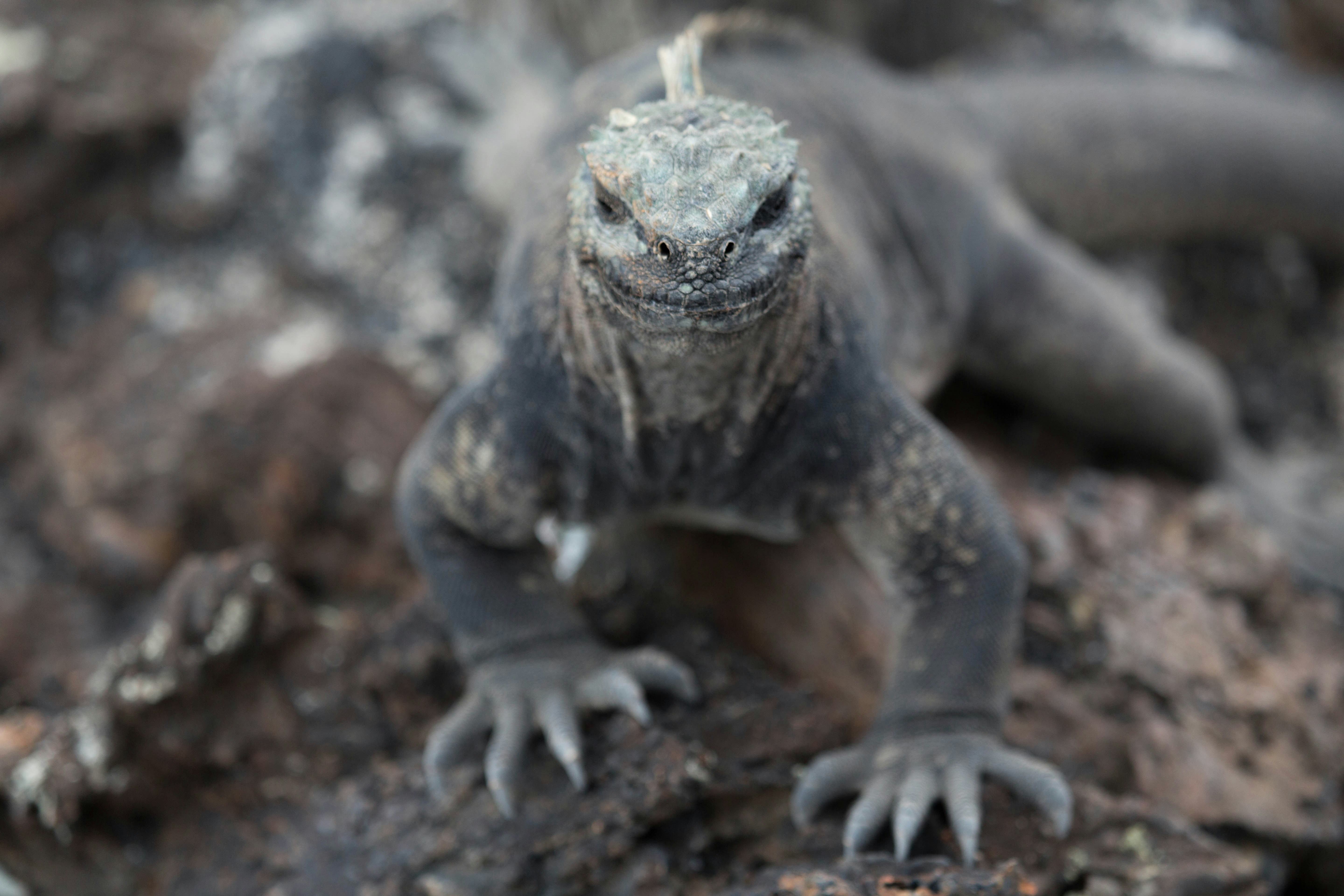 Overcoming Biting Behavior In A Pet Iguana