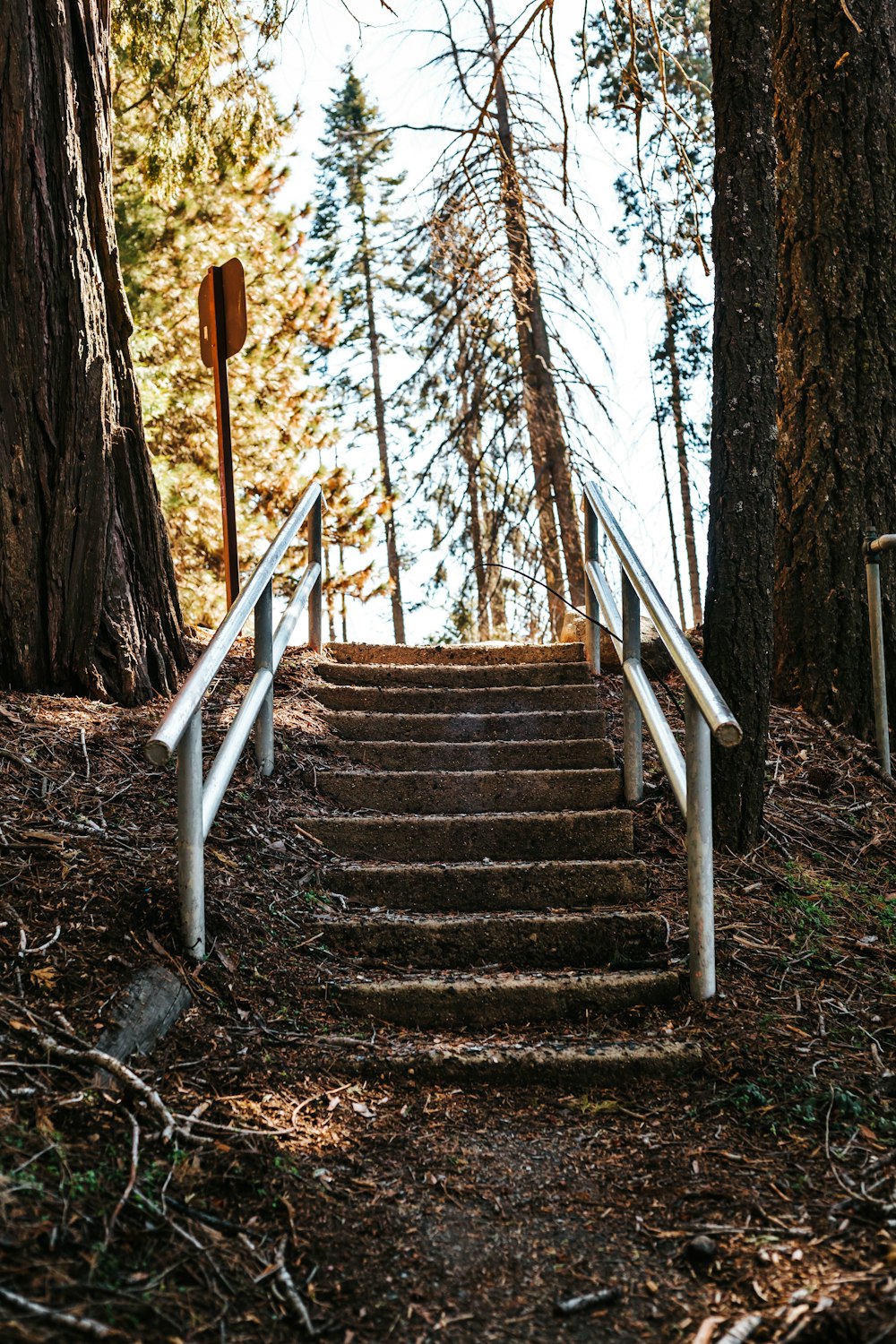 stair case near trees