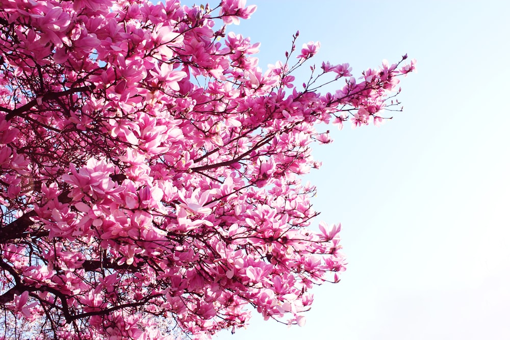 Ein rosafarbener Baum mit vielen rosafarbenen Blüten