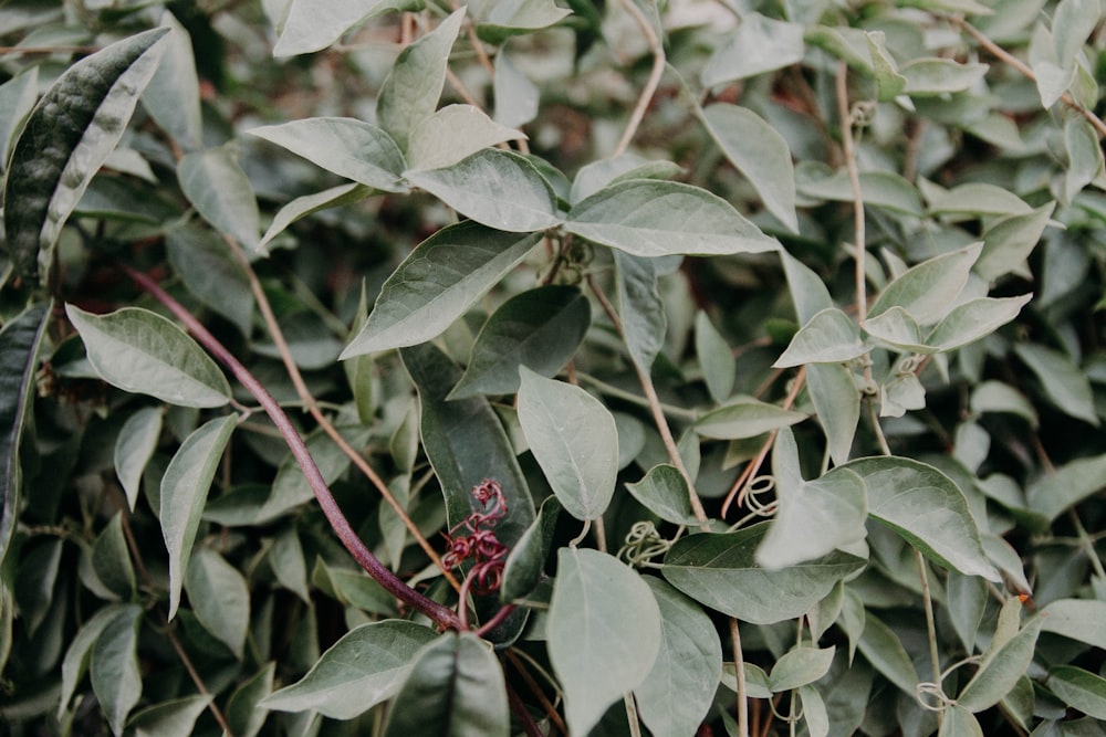 green leafed plant