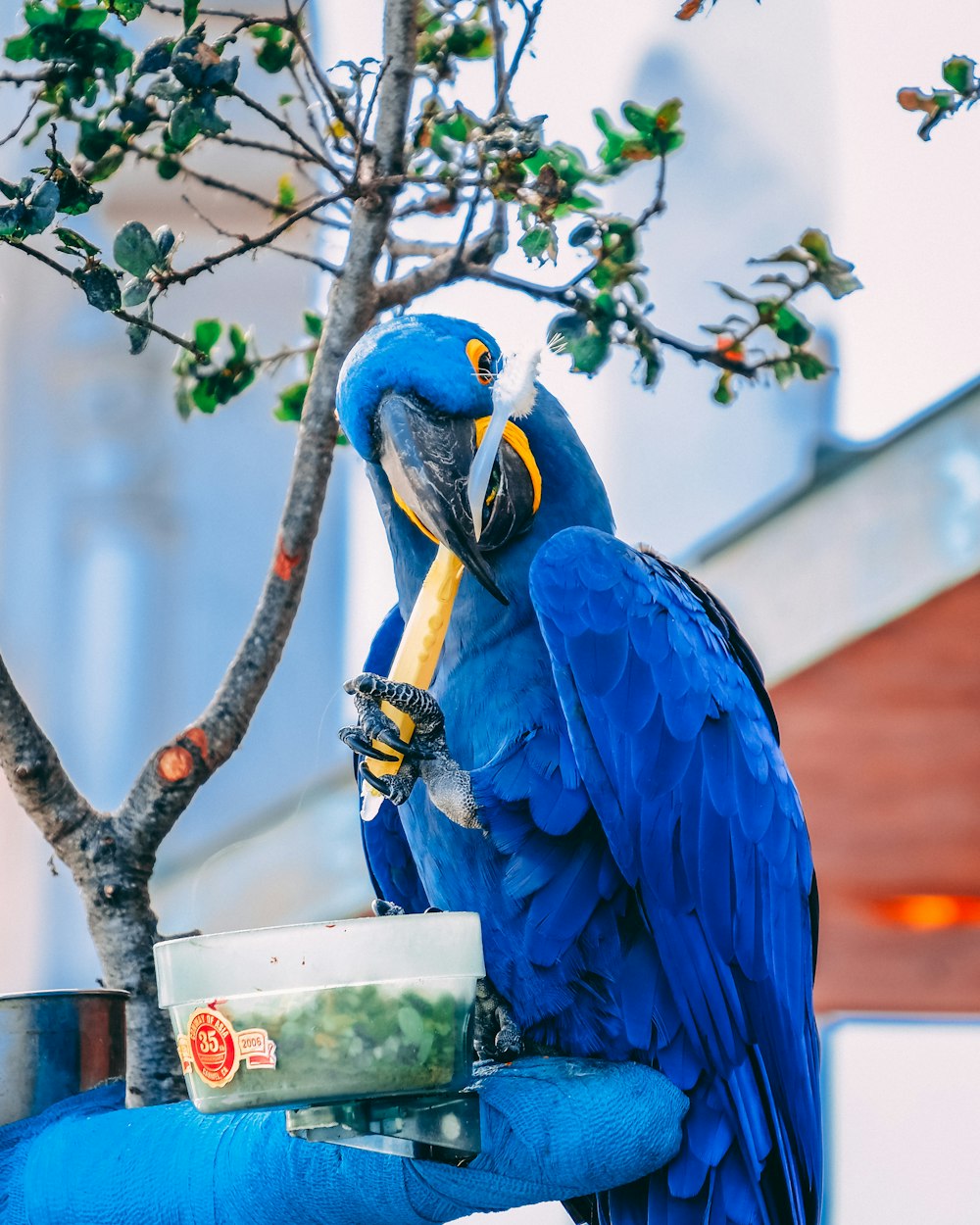 昼間歯ブラシを持つ青コンゴウインコ