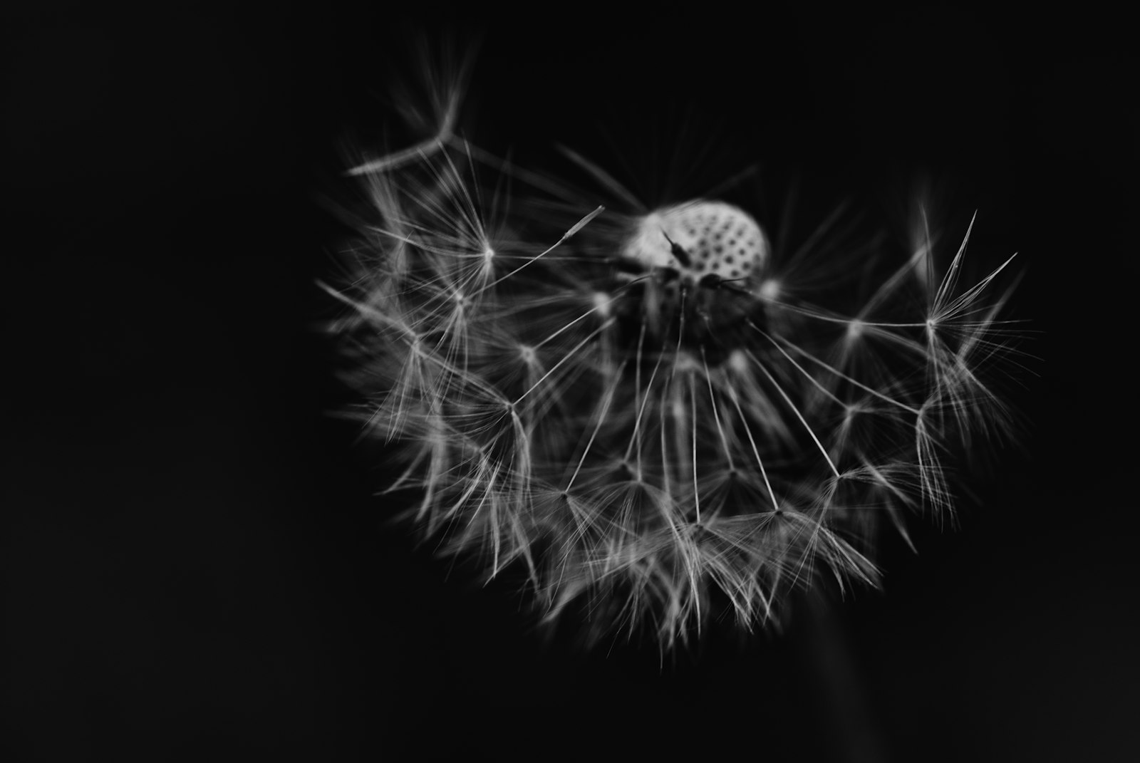 Tamron SP 90mm F2.8 Di VC USD 1:1 Macro sample photo. Grayscale photography of dandelion photography