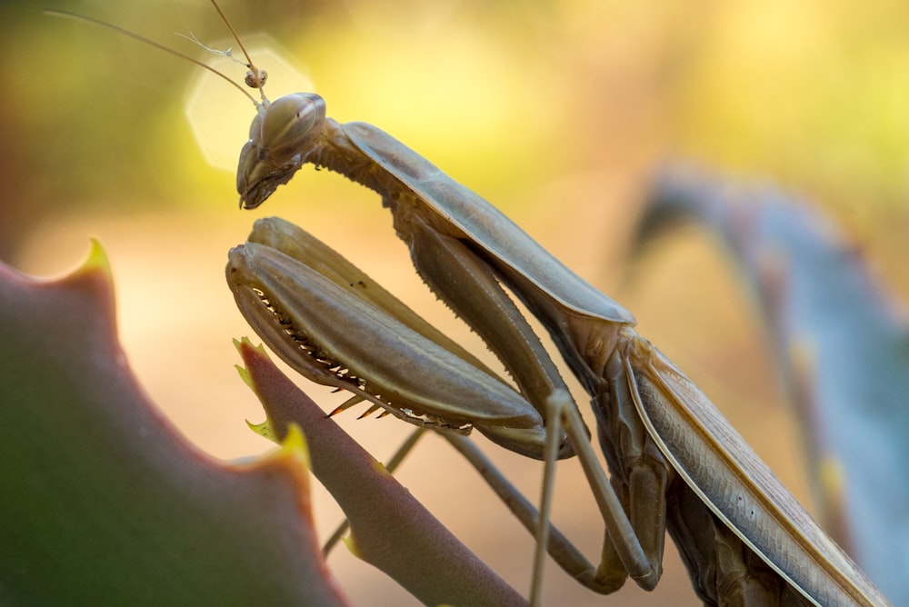 gray praying mantis micro photography