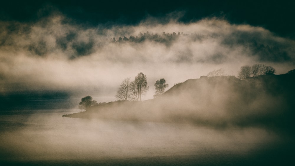 bare trees covered in fog