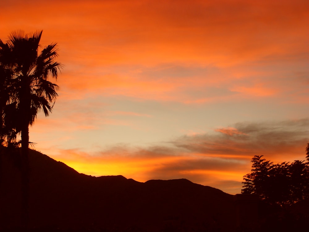 Silueta de la palmera durante la puesta del sol naranja