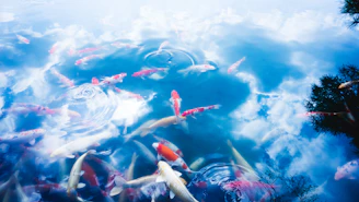 A serene pond filled with colorful koi swimming gracefully beneath dappled sunlight.