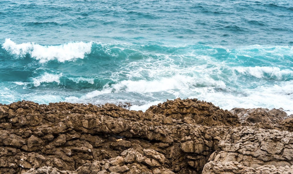 a bird is perched on a rock near the ocean