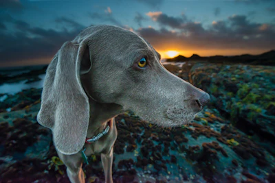 A close-up of a Weimaraner dog with a silvery-gray coat and expressive eyes gazing into the distance. The background features a rocky shoreline with an ocean and the sun setting on the horizon, casting warm light and vibrant colors across the sky.