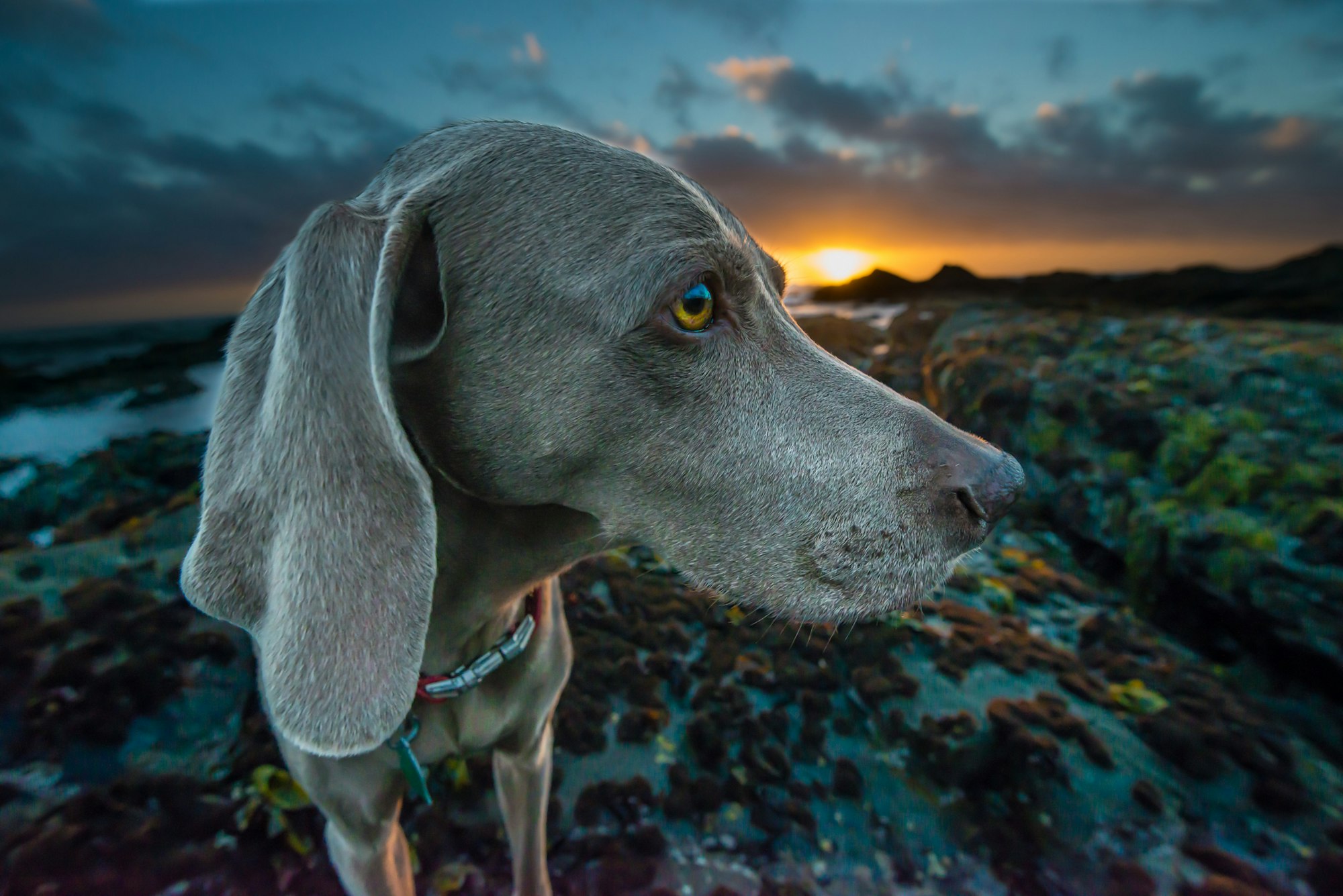 macro shot of gray dog