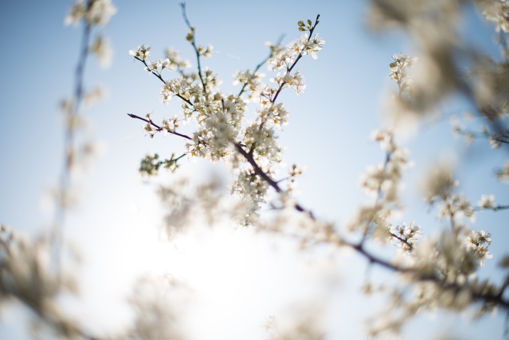 white cluster flowers