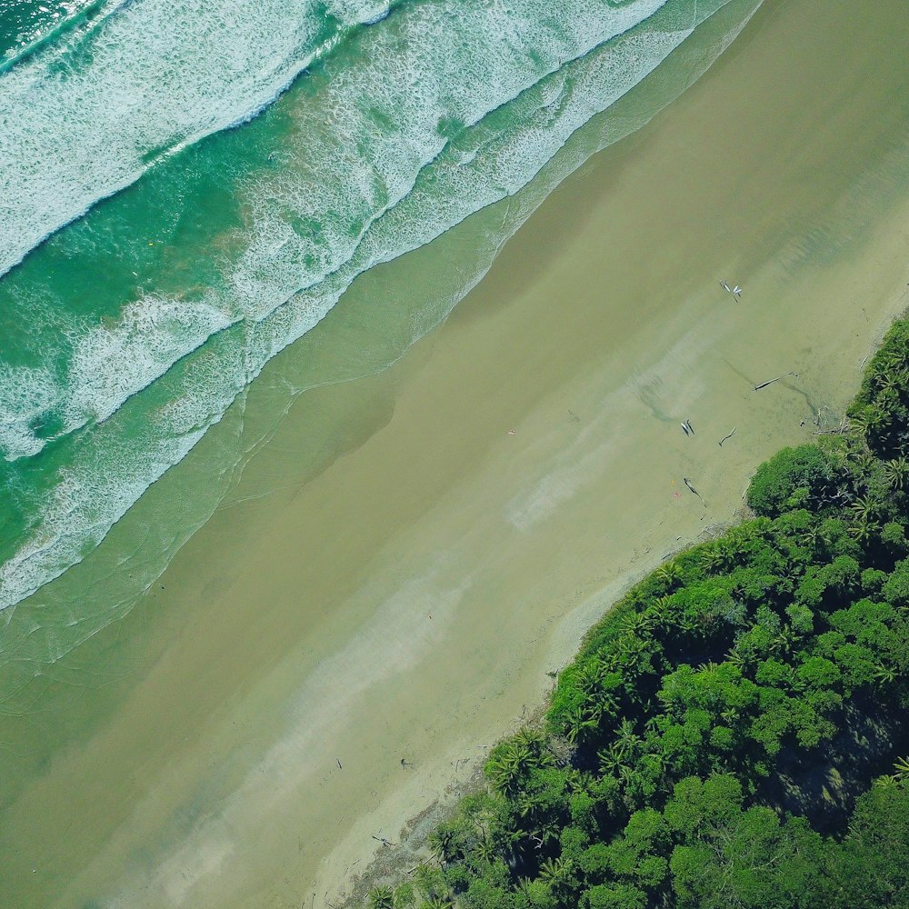 aerial view of green trees during daytinme