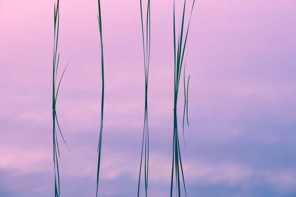 a group of tall green grass against a purple sky