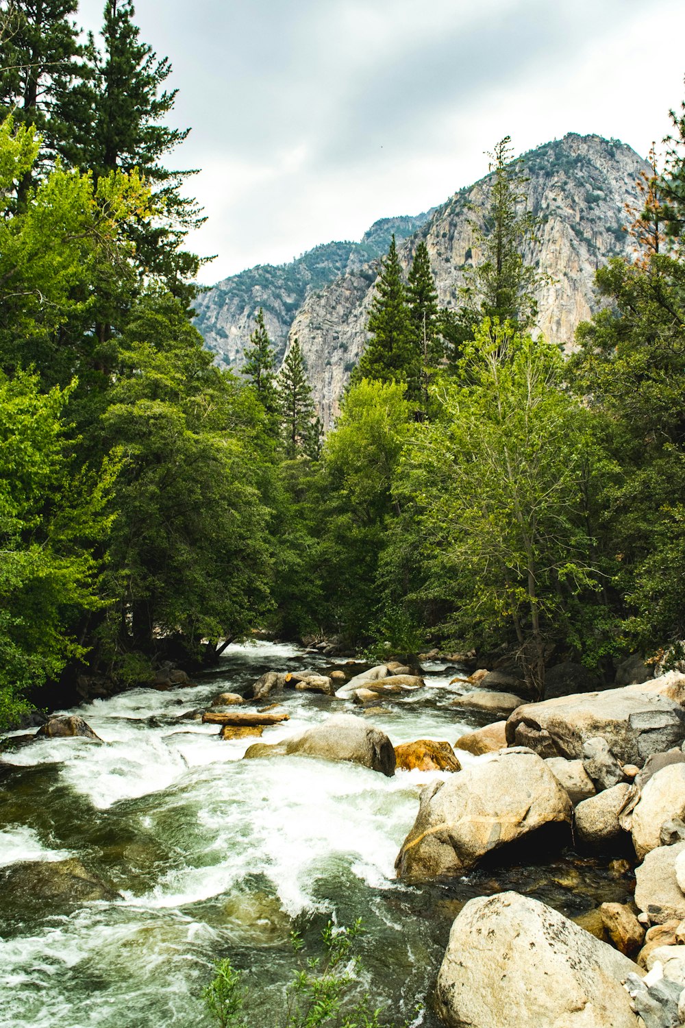 streaming body of water surrounded by tress