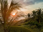 aerial view of forest near body of water