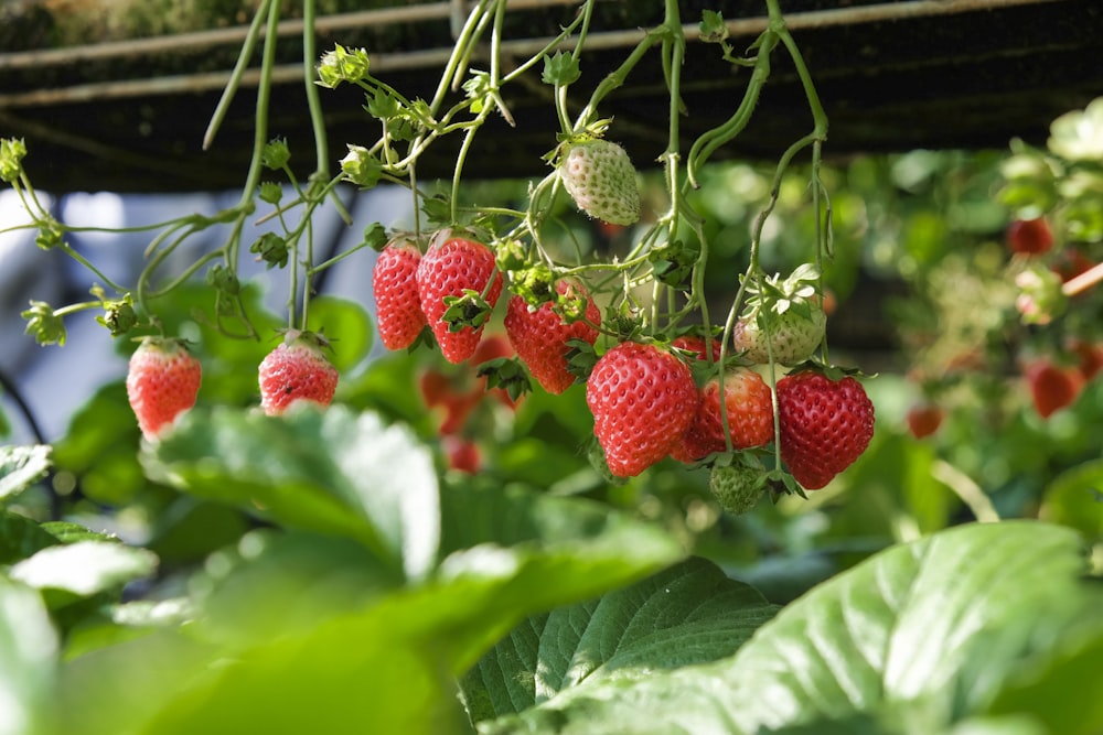 Fresas en foco superficial