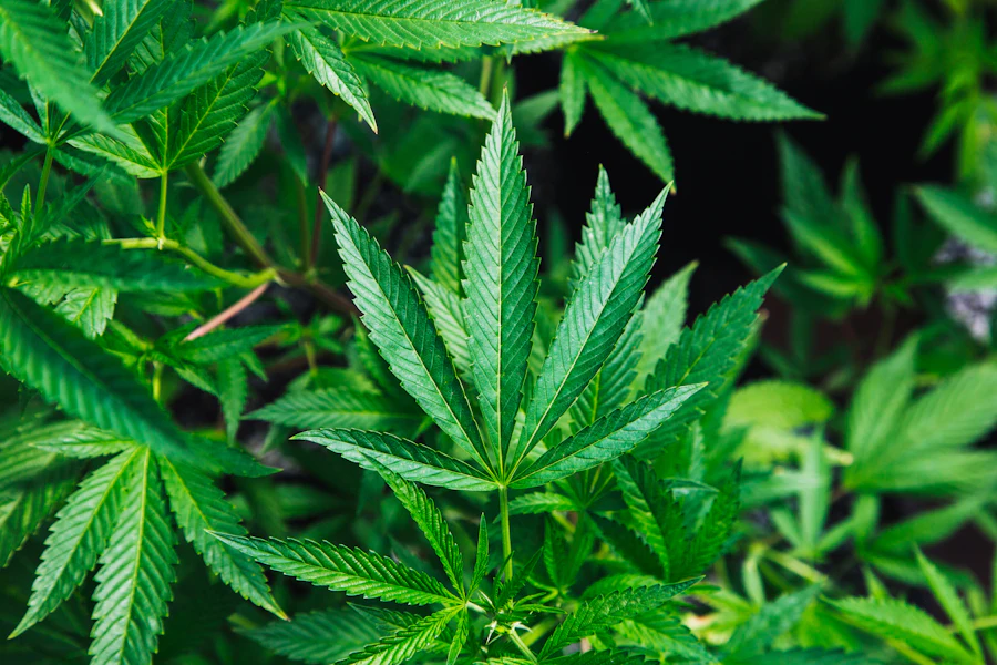 Folhas de cannabis em close-up, cultivo orgânico