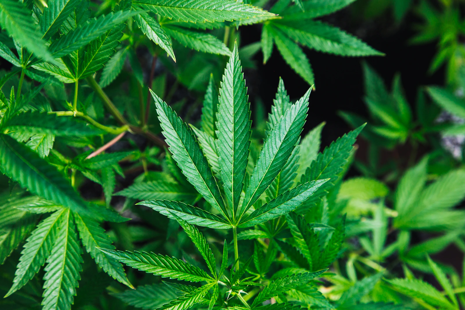 Cannabis Medicinal na Dor Crônica: Guia Médico sobre Indicações e Segurança