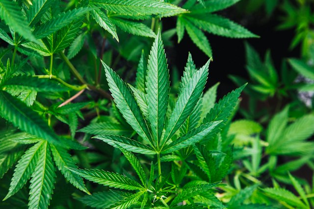 Close-up of a green cannabis plant