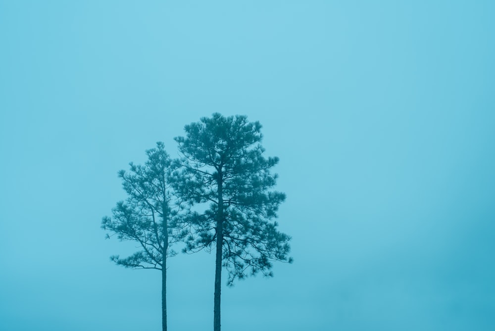 green leaf tree