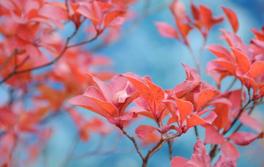 pink leafed plant