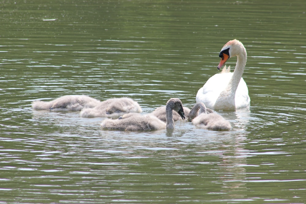 white and gray swans on body of water during daytime