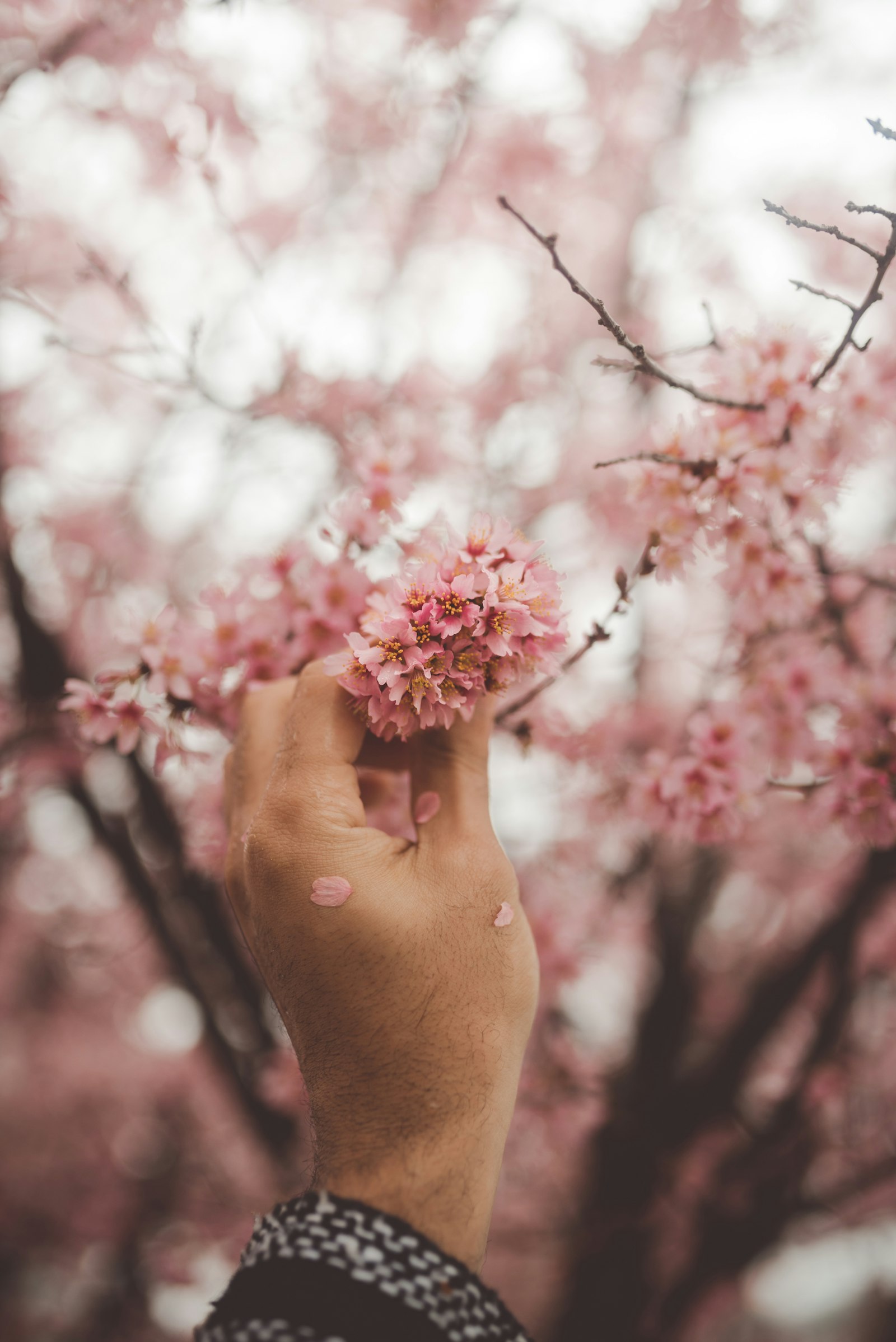 Nikon D810 + Sigma 35mm F1.4 DG HSM Art sample photo. Pink flower in shallow photography