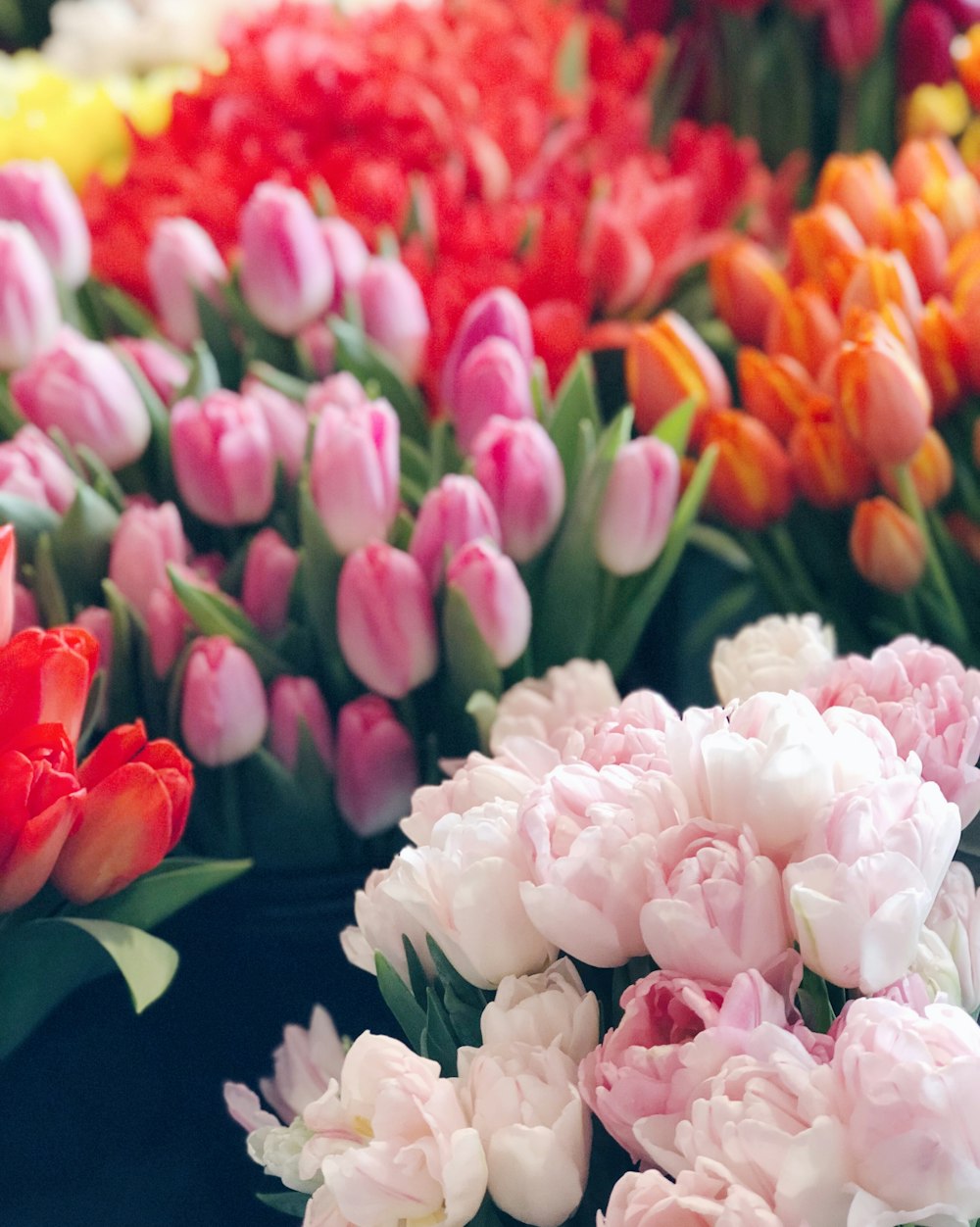 pink and white flowers in macro lens