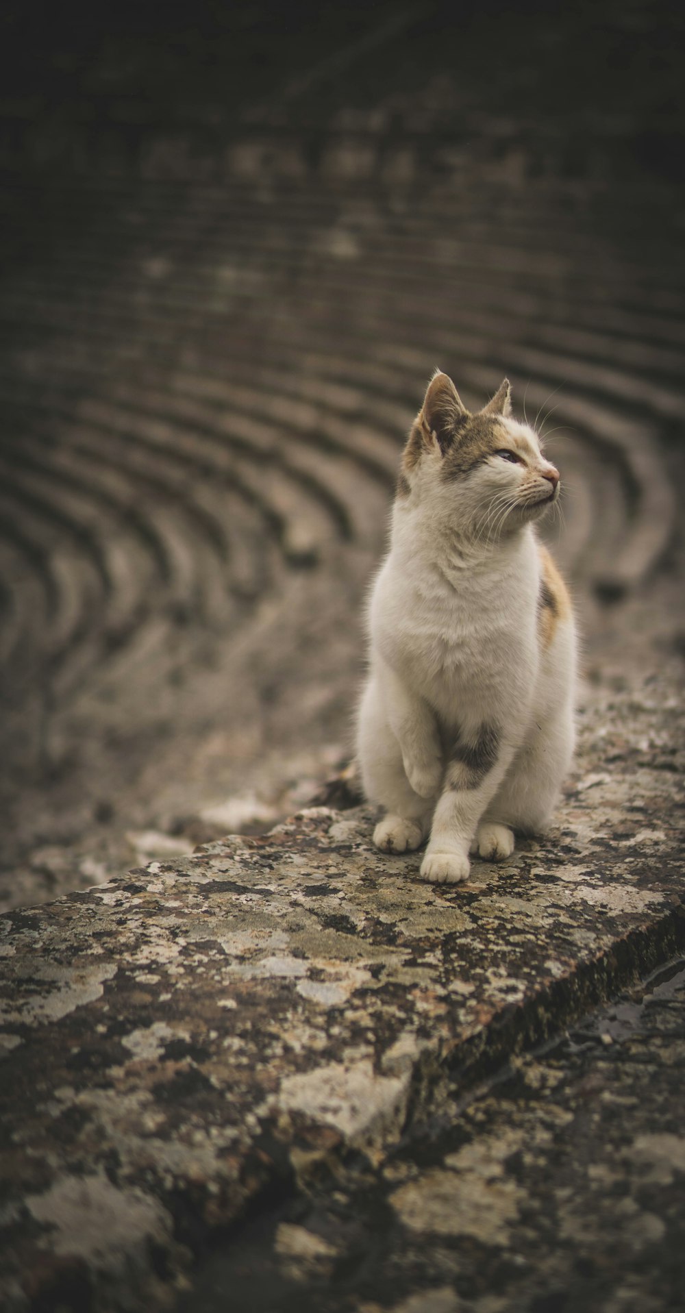 white, black, and brown cat