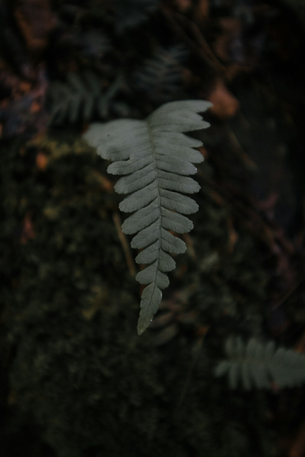 Photographie de mise au point peu profonde de feuilles vertes