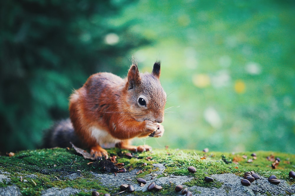 갈색 다람쥐의 얕은 초점 사진