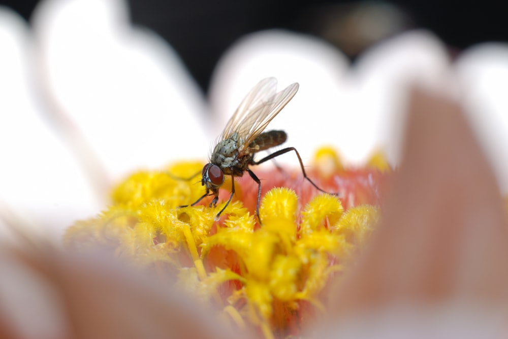 macro photography of fly on white daisy
