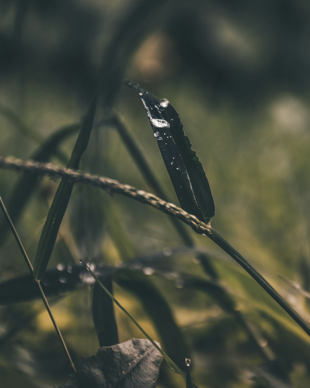 grass field close up photo