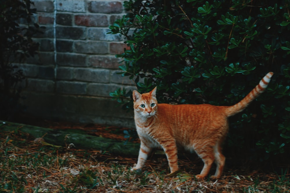 photo of orange tabby cat near plant