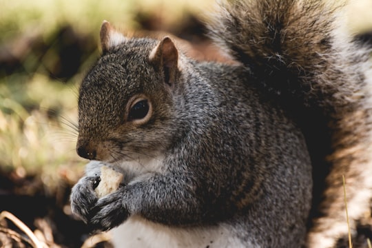 squirrel holding nut during daytime in Princes Street Gardens United Kingdom
