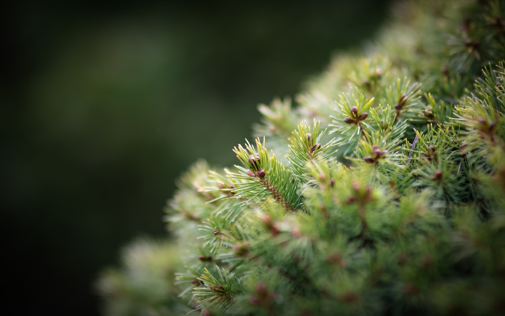 fotografia macro de planta verde