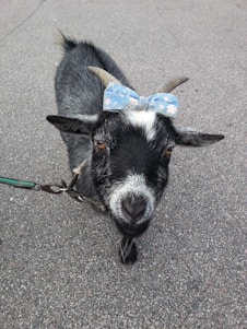 A small goat with black and white fur is standing on a paved surface, wearing a light blue bow with white floral patterns on its head. The goat has small, pointed horns and a curious expression.
