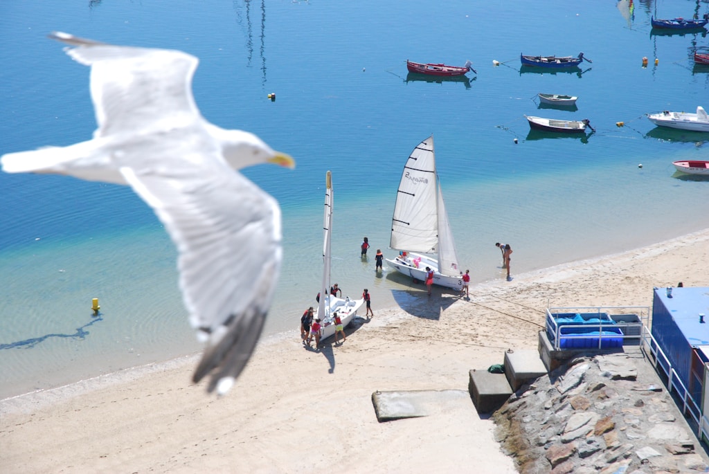 white bird flying and people standing near boat docked on seashore