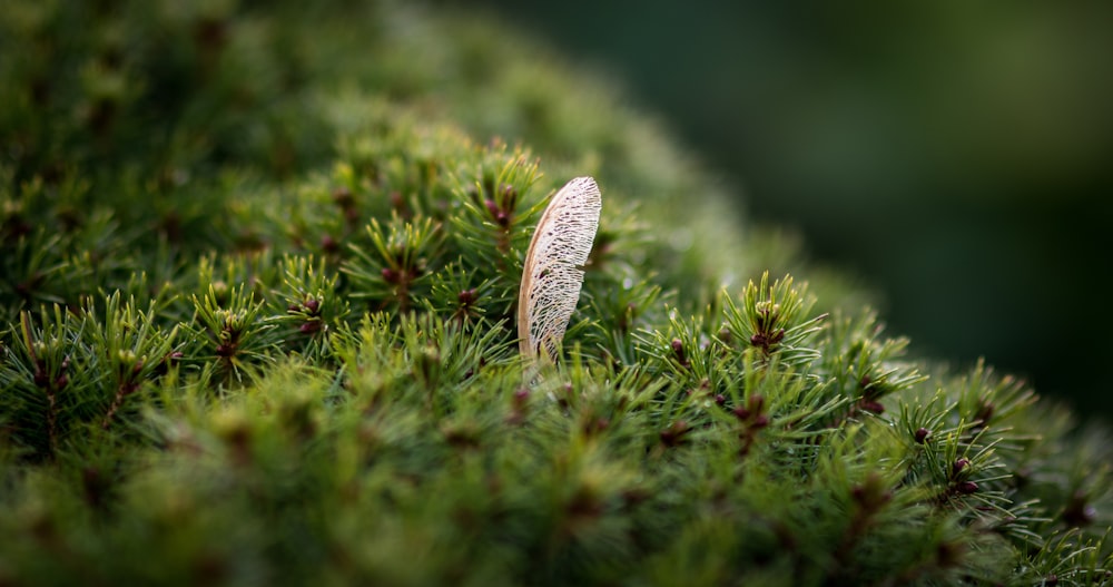 Ausgewählte Fokusfotografie von Brown Leaf