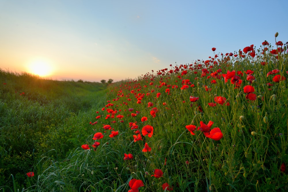 Campo de flores de pétalos rojos